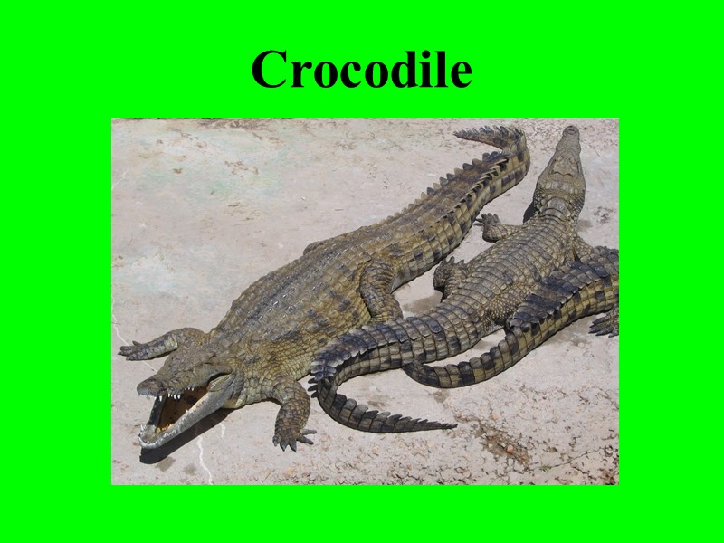 Crocodile